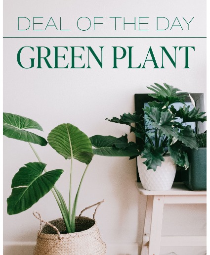 Green Plant Deal of the Day Flower Arrangement