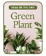 Green Plant Deal of the Day Flower Arrangement