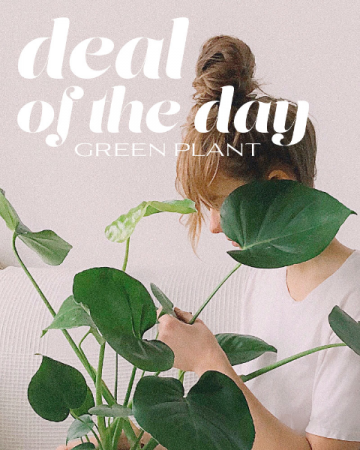 Green Plant Deal of the Day Plant in Nevada, IA | Flower Bed