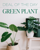 Green Plant Deal of the Day Plant