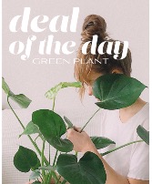Green Plant Deal of the Day Plant