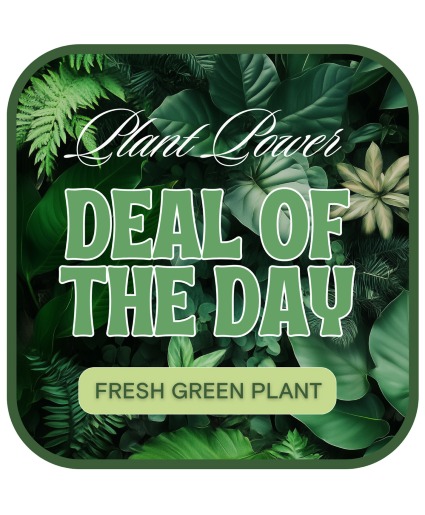 Green Plant Deal of the Day Plant