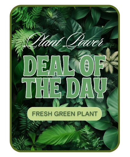 Green Plant Deal of the Day Plant