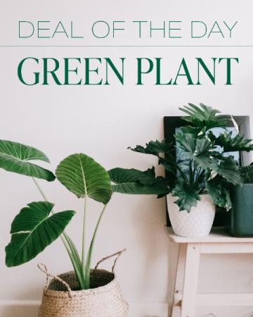 Green Plant Deal of the Day Plants