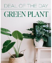 Green Plant Deal of the Day Plants