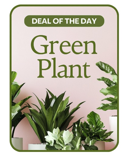 Green Plant Deal of the Day Potted Plant
