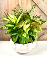 Green Plant Dish Garden 