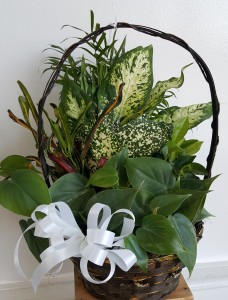 GREEN PLANT FLOWERS