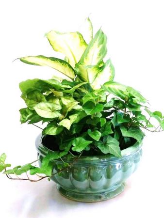 Green Plant Garden in Ceramic Dish Garden