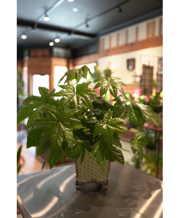Fatsia House Plant  in South Milwaukee, WI | PARKWAY FLORAL INC.