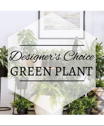 green plant  plant  in Harrisburg, AR | Blossom Events & Florist