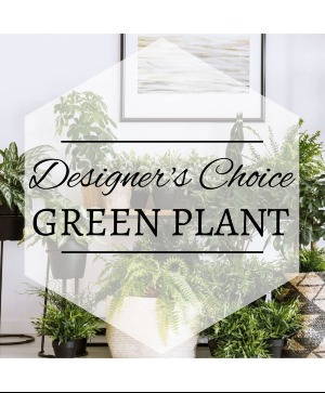 Green Plant  Plant