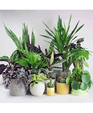 Green Plant Subscription Subscription