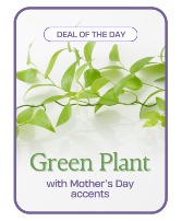 Green Plant with Mother's Day Accents Flower Arrangement