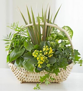 Green plants Dish Garden BLOOMING PLANT