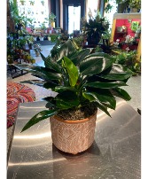 Green Princess  Philodendrin Plant