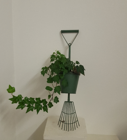 Green rake wall hanging with real ivy Planter
