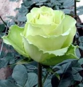 Green Rose 