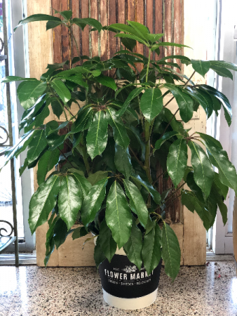 Green Schefflera Plant
