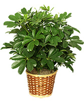 GREEN SCHEFFLERA PLANT green plant