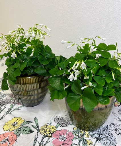 Green Shamrock Plant