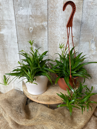 Green Spider Plant Hanging Basket or in Ceramic Pot