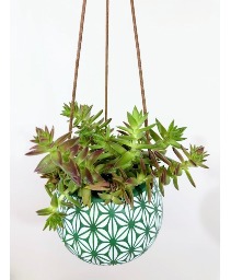 *ON SALE* Green Succulent Hanger House Plant
