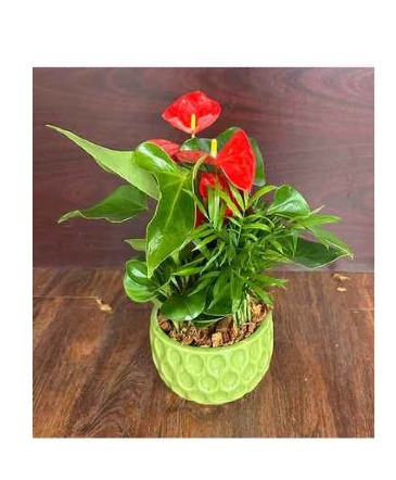 Green Tear drop Planter in Milton, ON | Milton's Flowers & Gifts