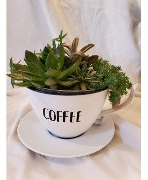 Green Thumb Coffee Time Mom  LOCAL DELIVERY ONLY Plant 