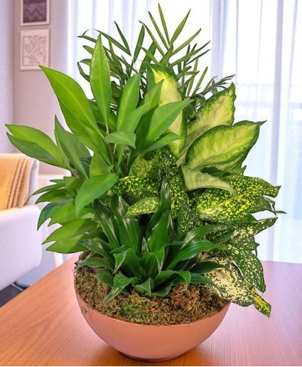 Green Thumb Dish Garden