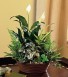 Purchase this funeral home arrangement