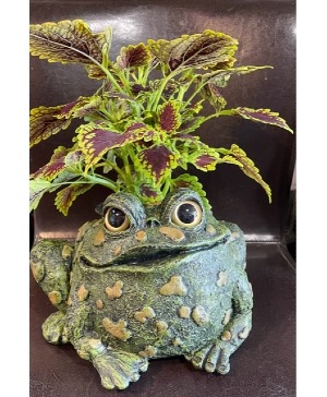 Green Toad Planter 2 plants