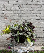 Greenery Hanging Basket Plant, Hanging Basket