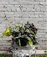 Greenery Hanging Basket Plant, Hanging Basket