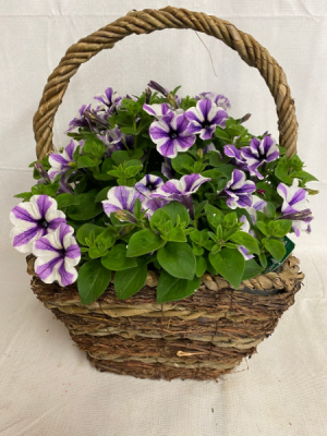 Greenhouse Planter Potted Annuals