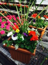 Greenhouse Planters available during the months May-July