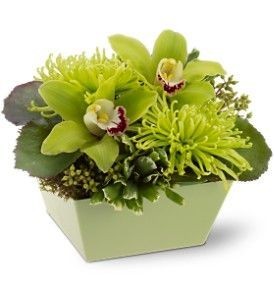 Greens Great Tropical Tropical in Cape Coral, FL | ENCHANTED FLORIST OF CAPE CORAL Greens Great Tropical Tropical in Cape Coral, FL | ENCHANTED FLORIST OF CAPE CORAL