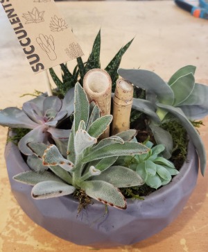 Grey Ceramic Bowl Succulent Garden