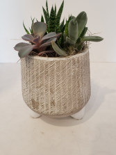 grey textured pot of Succulents Planter
