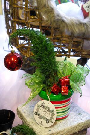 Grinchmas Trees Plant