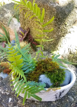 Grow your own moss garden kit 