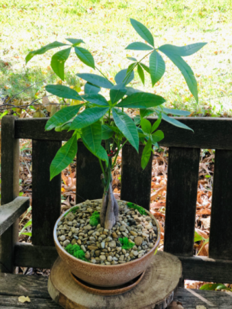 Growing Fortunes Potted Money Tree