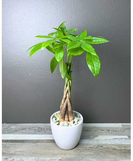 Guiana Chestnut Plant