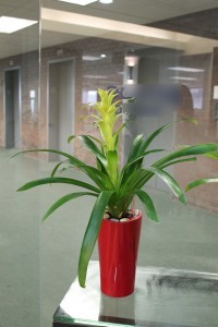 GUZMANIA BROMELIAD