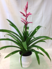 Guzmania Hybrid Green plant