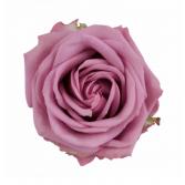 Half Dozen Purple Roses  Valentine's Day