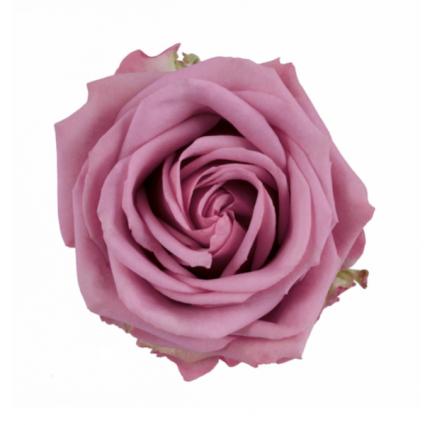 Half Dozen Purple Roses  Valentine's Day