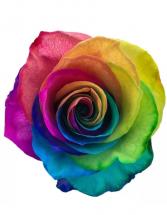 Half Dozen Rainbow Roses Arranged  Valentine's Day