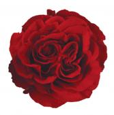 Half Dozen Red Hearts Roses Arranged Valentine's Day