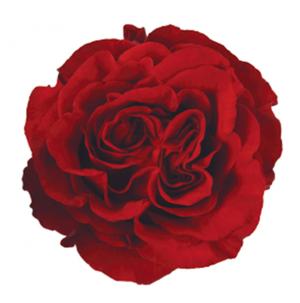 Half Dozen Red Hearts Roses Arranged Valentine's Day